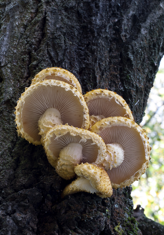 Pholiota limonella